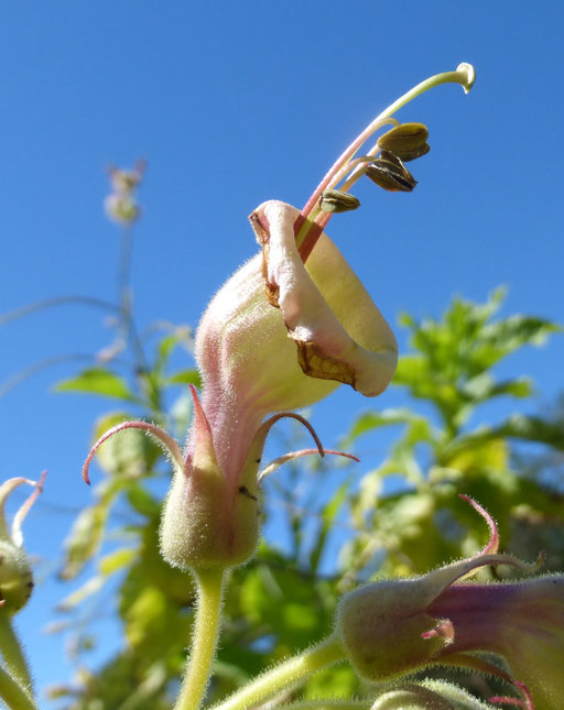 Image of Nicotiana otophora Griseb.