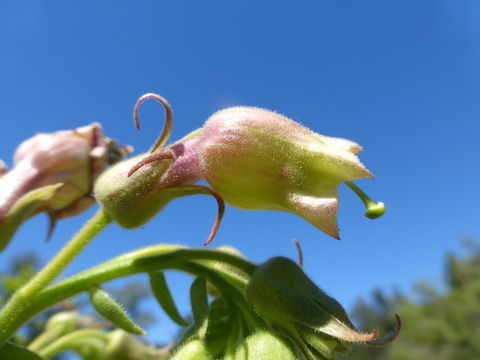 Image of Nicotiana otophora Griseb.