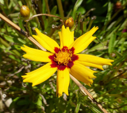 Image of largeflower tickseed