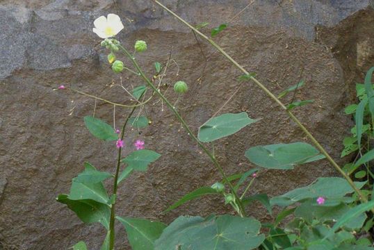 Image of yellowflower Indian mallow