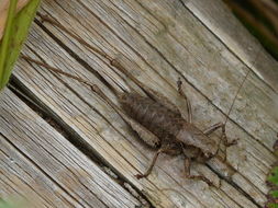 Image of dark bush-cricket