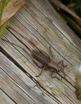 Image of dark bush-cricket