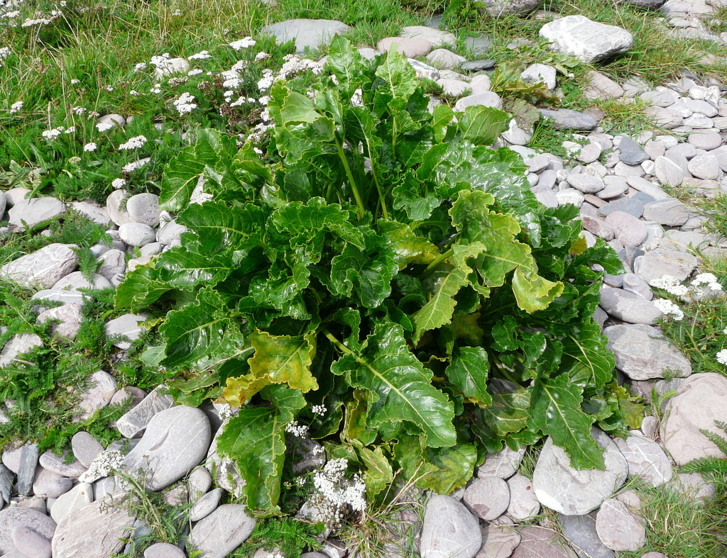 Слика од Crambe maritima L.