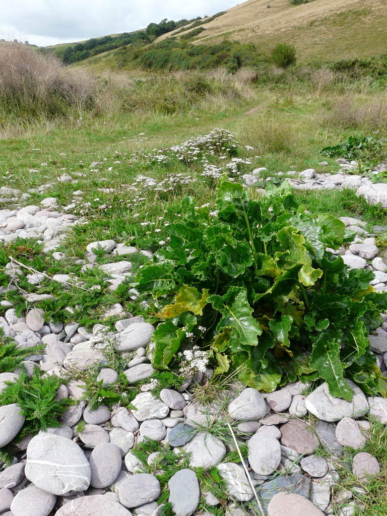 Слика од Crambe maritima L.