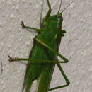 Image of katydid