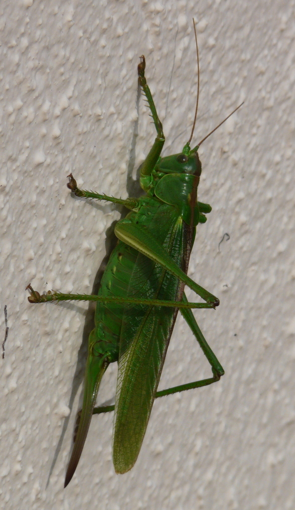 Image de grande sauterelle verte