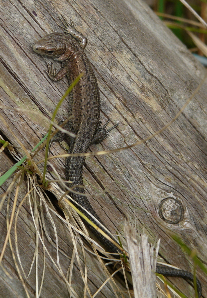 Image de lézard vivipare