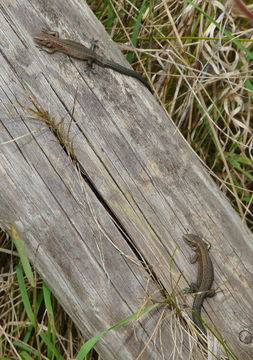 Image of Viviparous lizard