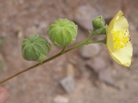 Image of yellowflower Indian mallow