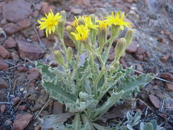 Image of largeflower hawksbeard