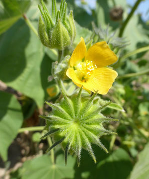 Image of Indianmallow