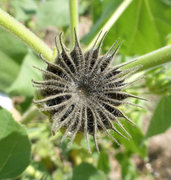 Image of Indianmallow