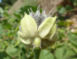 Image of Indianmallow