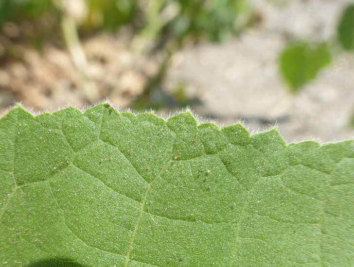 Plancia ëd Abutilon theophrasti Medik.