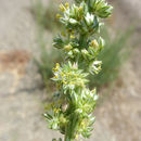 Image of <i>Amaranthus tuberculatus</i> var. <i>rudis</i>