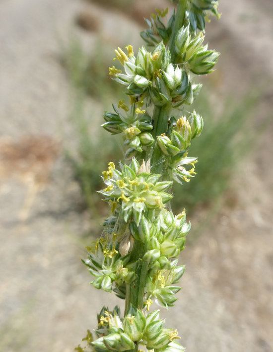 Image of <i>Amaranthus tuberculatus</i> var. <i>rudis</i>