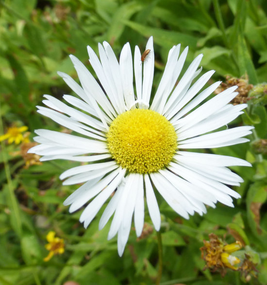 Image of large mountain fleabane