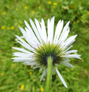 Image of large mountain fleabane