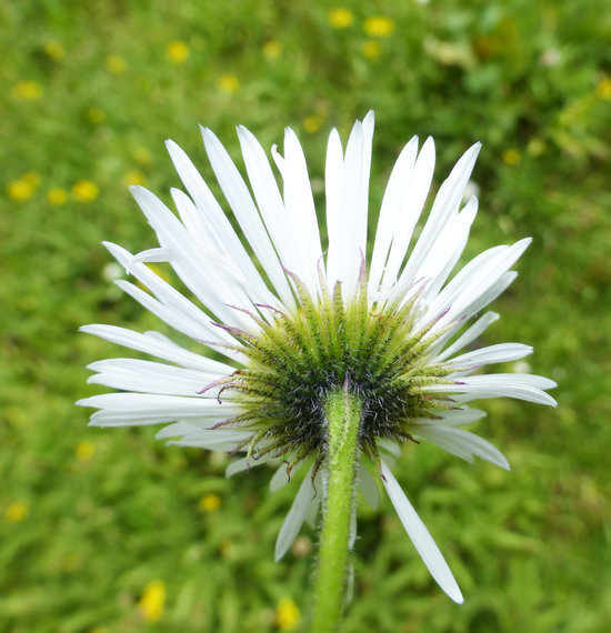 Image of large mountain fleabane