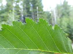 Alnus incana subsp. tenuifolia (Nutt.) Breitung的圖片