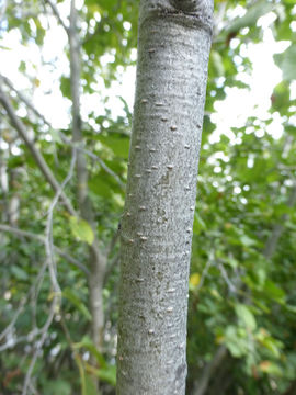 Image of thinleaf alder