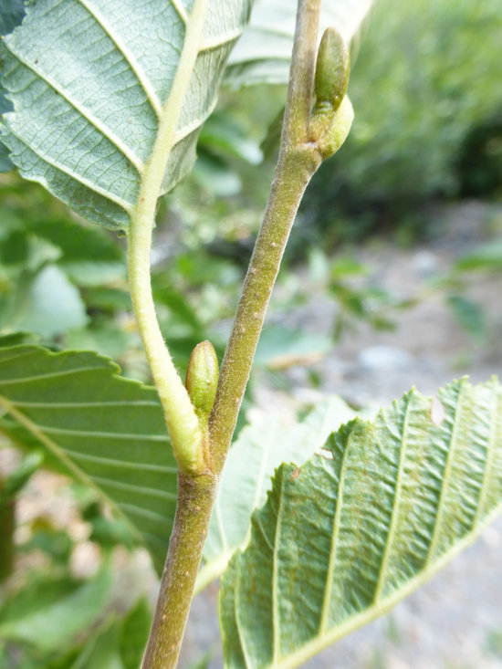 Image of thinleaf alder