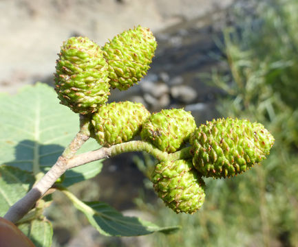 Image of thinleaf alder