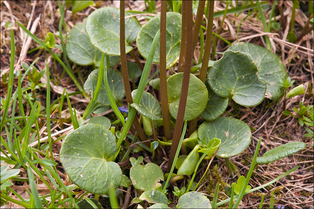 Image of Alpine snowbell