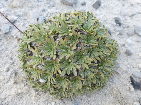 Image of mat rockspirea