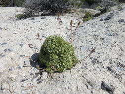 Image of mat rockspirea