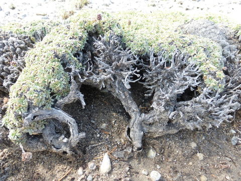 Image of mat rockspirea