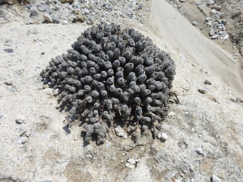 Image of mat rockspirea