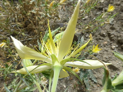 Image of giant blazing star