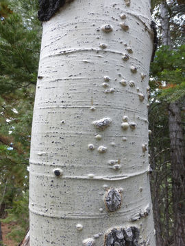 Image of quaking aspen