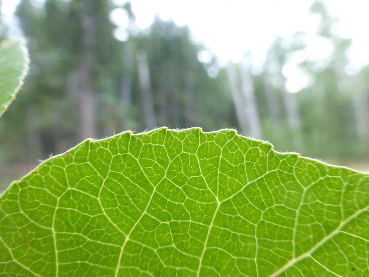 Image of quaking aspen