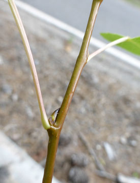 Image of quaking aspen