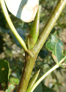 Image of Black Cottonwood