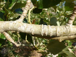 Image of Black Cottonwood