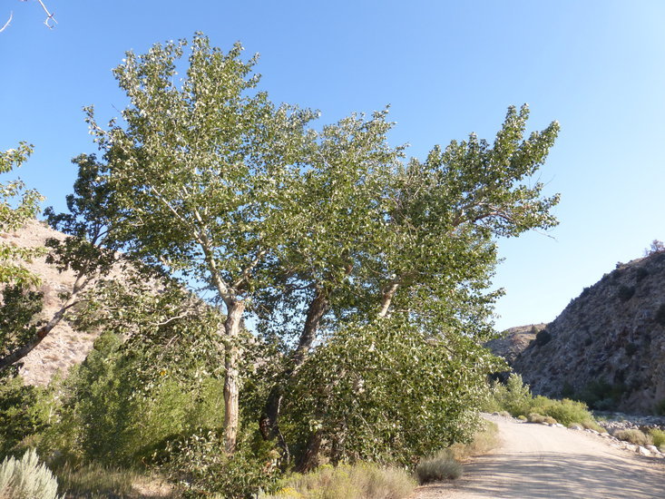 Image of Black Cottonwood