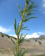 Image of forage kochia