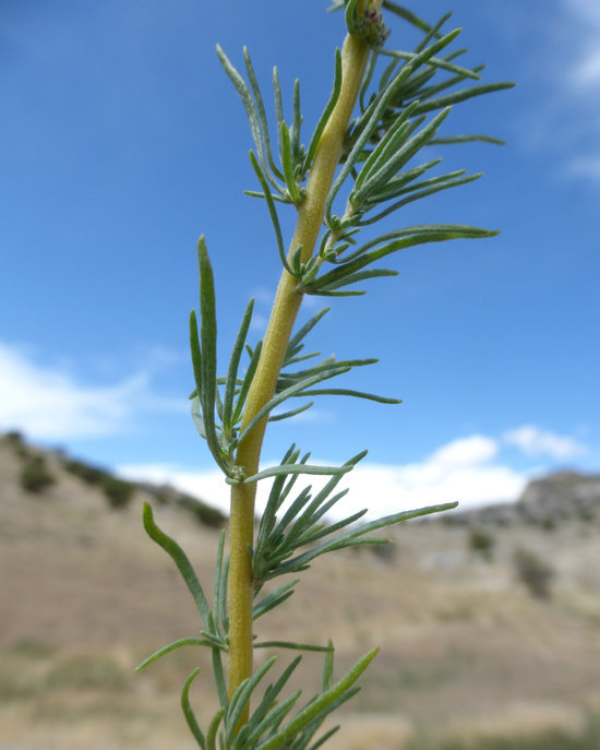 Image of forage kochia