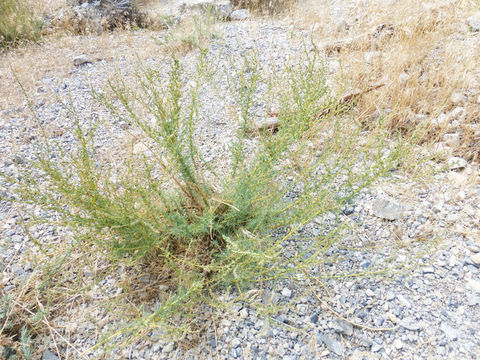 Image of forage kochia