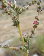 Image of forage kochia