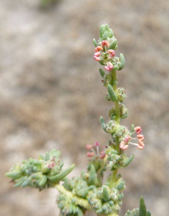 Image of forage kochia