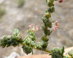 Image of forage kochia