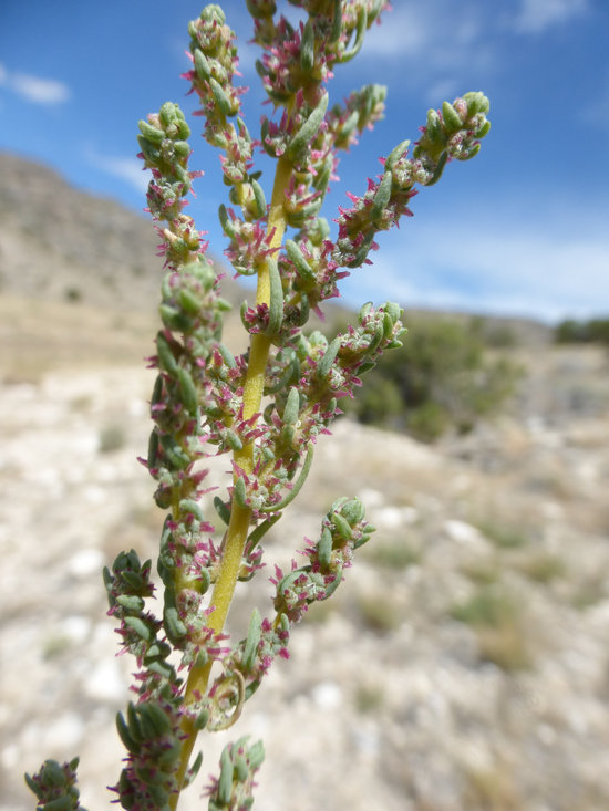 Image of forage kochia