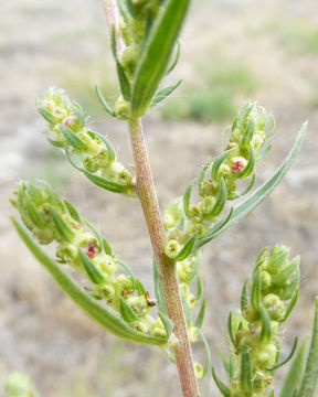 Bassia scoparia (L.) A. J. Scott resmi