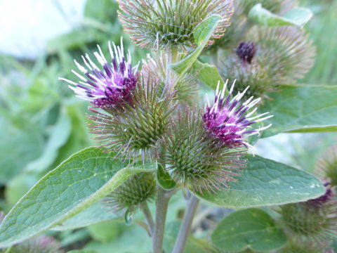 Image of common burdock