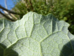 Imagem de Arctium minus (Hill) Bernh.