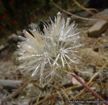 Image of Santolina pincushion